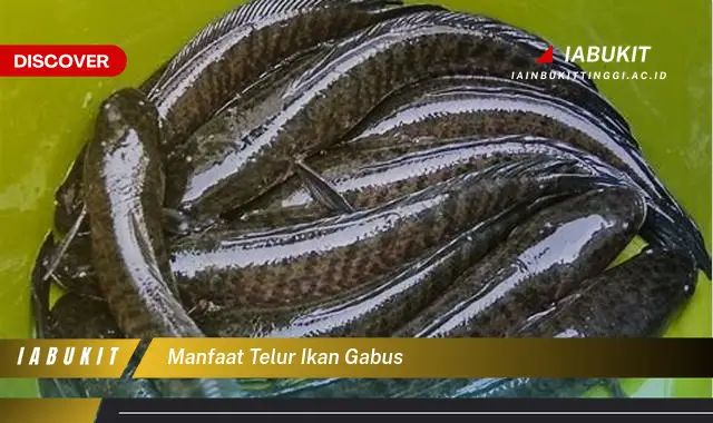 manfaat telur ikan gabus manfaat telur ikan gabus