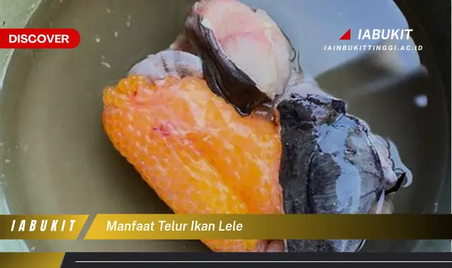 manfaat telur ikan lele