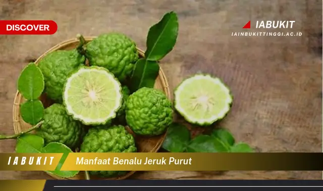 manfaat benalu jeruk purut