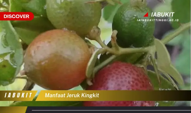 manfaat jeruk kingkit