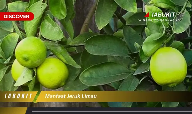 manfaat jeruk limau