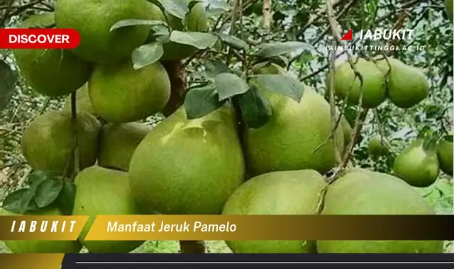 manfaat jeruk pamelo