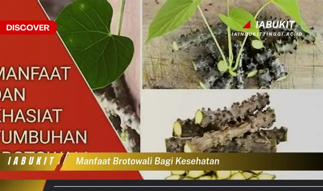manfaat brotowali bagi kesehatan manfaat brotowali bagi kesehatan