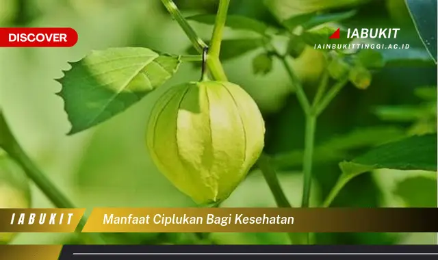 manfaat ciplukan bagi kesehatan