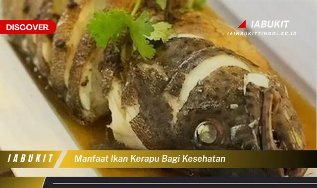 manfaat ikan kerapu bagi kesehatan