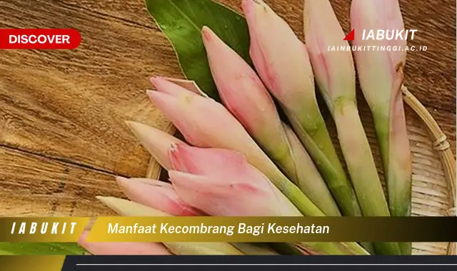 manfaat kecombrang bagi kesehatan