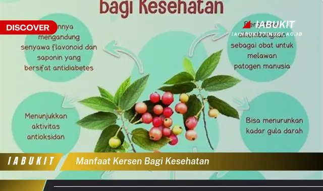 manfaat kersen bagi kesehatan