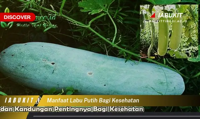 manfaat labu putih bagi kesehatan