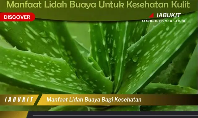 manfaat lidah buaya bagi kesehatan