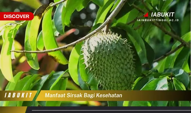 manfaat sirsak bagi kesehatan manfaat sirsak bagi kesehatan
