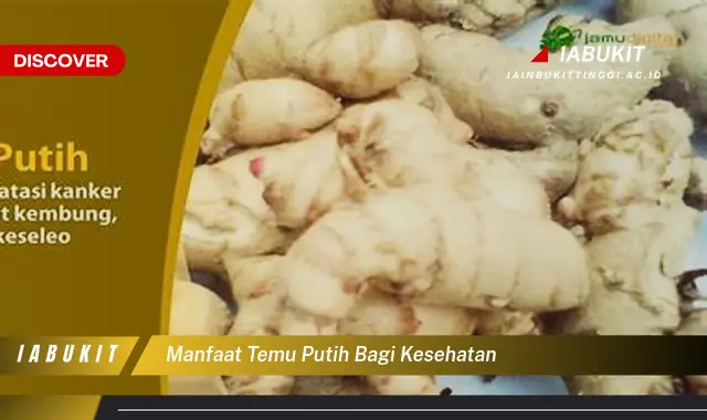 manfaat temu putih bagi kesehatan