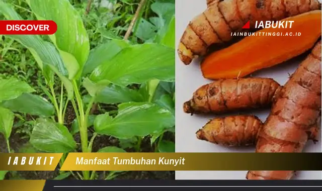 manfaat tumbuhan kunyit