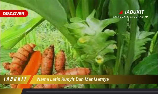 nama latin kunyit dan manfaatnya