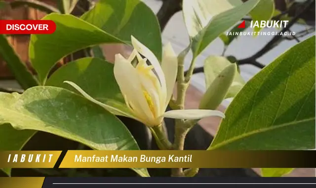 manfaat makan bunga kantil