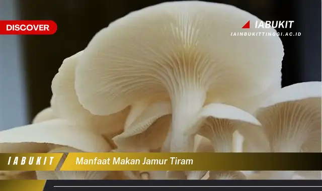 manfaat makan jamur tiram manfaat makan jamur tiram
