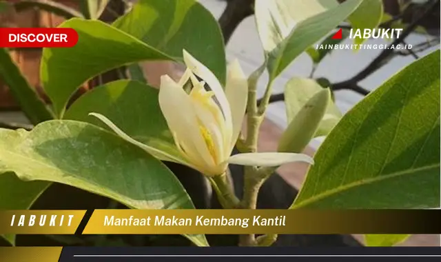 manfaat makan kembang kantil