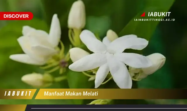 manfaat makan melati