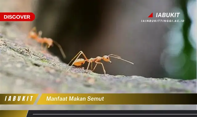 manfaat makan semut