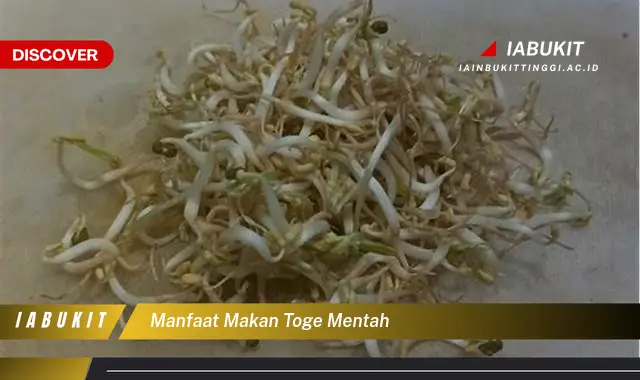 manfaat makan toge mentah manfaat makan toge mentah