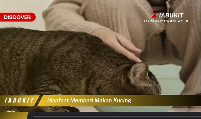 manfaat memberi makan kucing