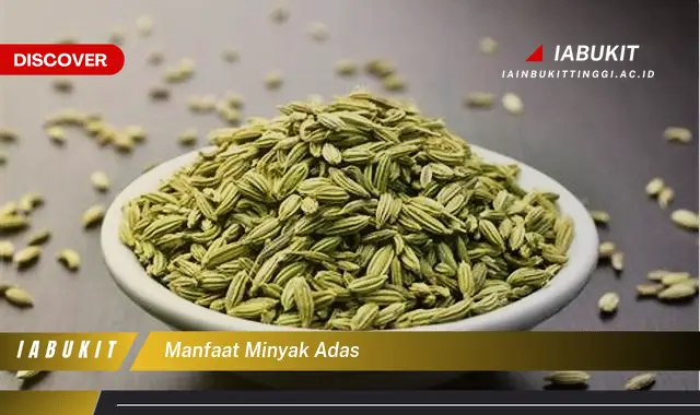 manfaat minyak adas manfaat minyak adas