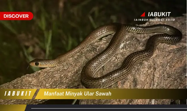 manfaat minyak ular sawah manfaat minyak ular sawah