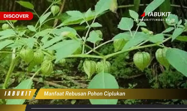 manfaat rebusan pohon ciplukan