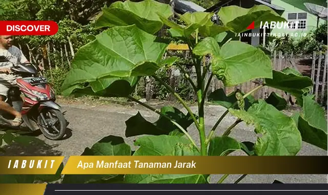 apa manfaat tanaman jarak apa manfaat tanaman jarak