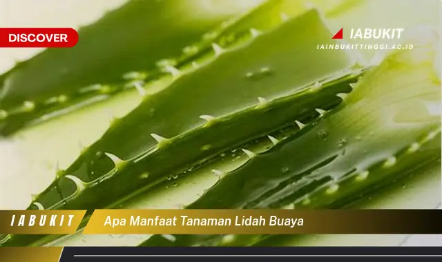 apa manfaat tanaman lidah buaya