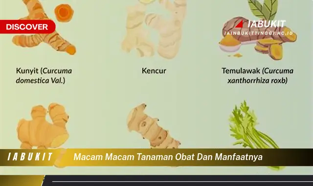 macam macam tanaman obat dan manfaatnya