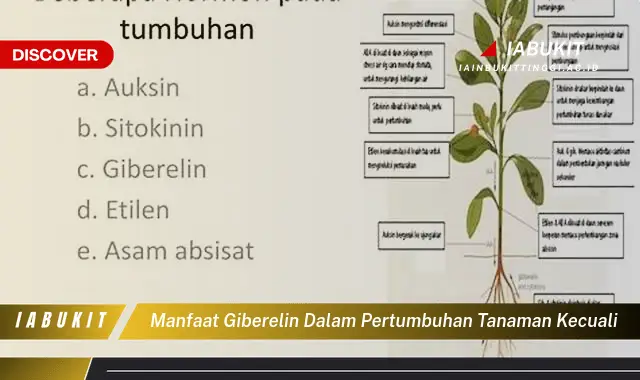 manfaat giberelin dalam pertumbuhan tanaman kecuali