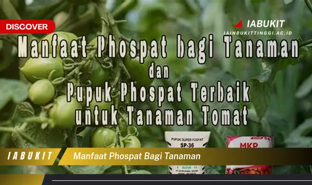 manfaat phospat bagi tanaman