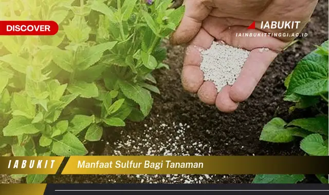 manfaat sulfur bagi tanaman manfaat sulfur bagi tanaman