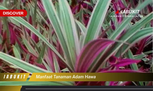 manfaat tanaman adam hawa