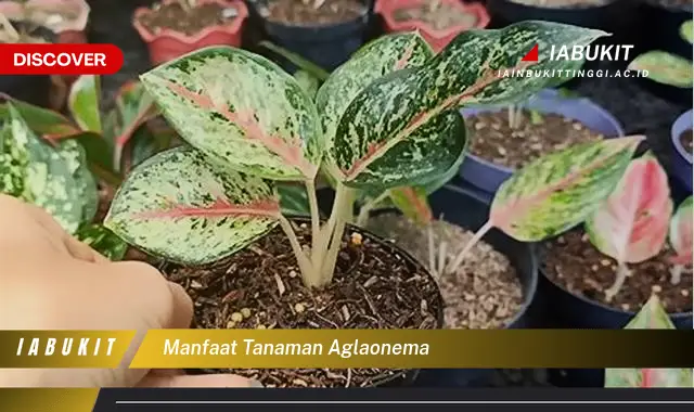 manfaat tanaman aglaonema