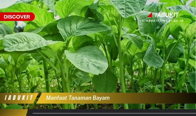 manfaat tanaman bayam