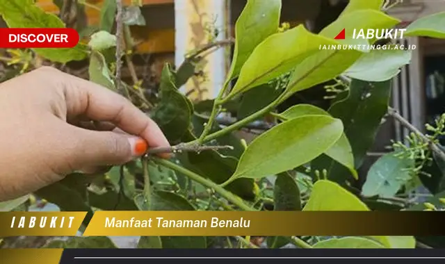 Temukan Manfaat Tanaman Benalu Yang Jarang Diketahui Bikin Kamu Penasaran