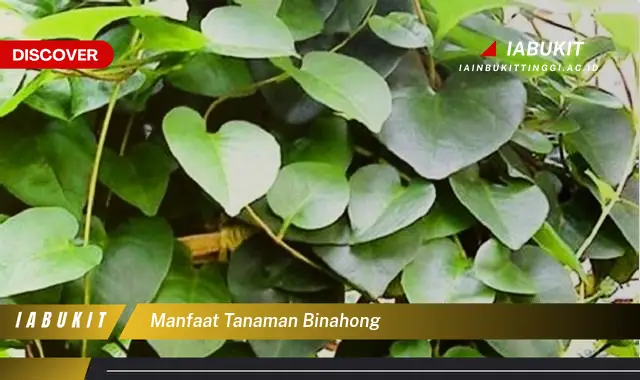 manfaat tanaman binahong