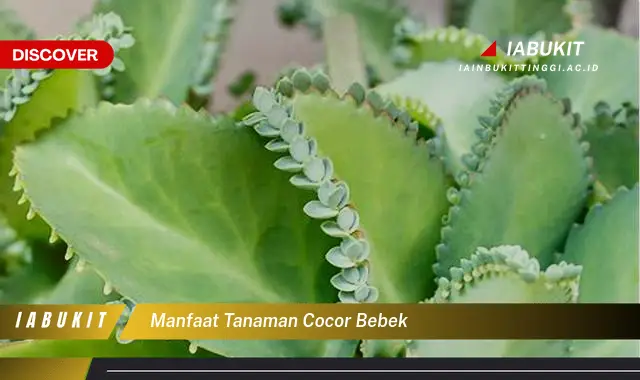 manfaat tanaman cocor bebek