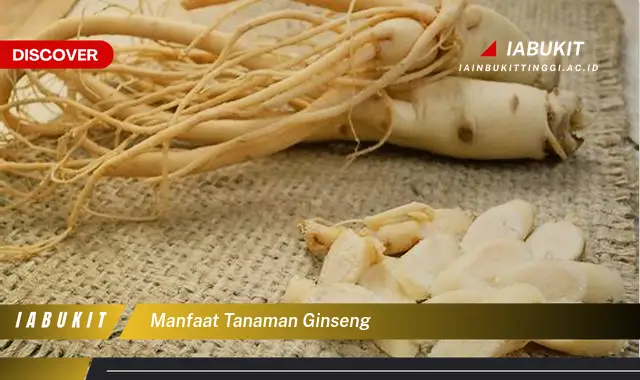 manfaat tanaman ginseng