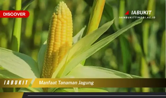 manfaat tanaman jagung