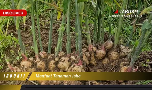 Ketahui 7 Manfaat Tanaman Jahe yang Jarang Diketahui