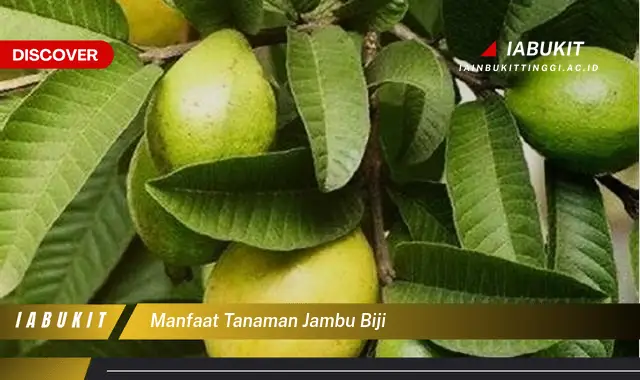 manfaat tanaman jambu biji