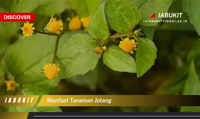 manfaat tanaman jotang