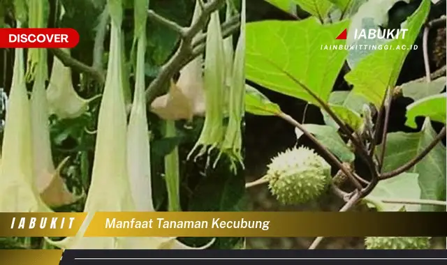 manfaat tanaman kecubung