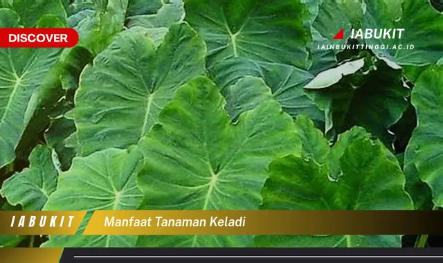 manfaat tanaman keladi