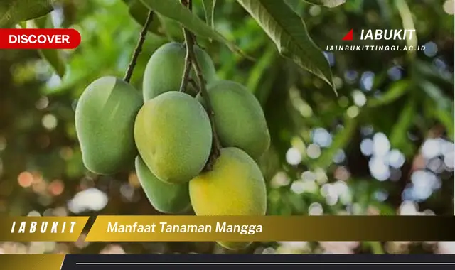 manfaat tanaman mangga