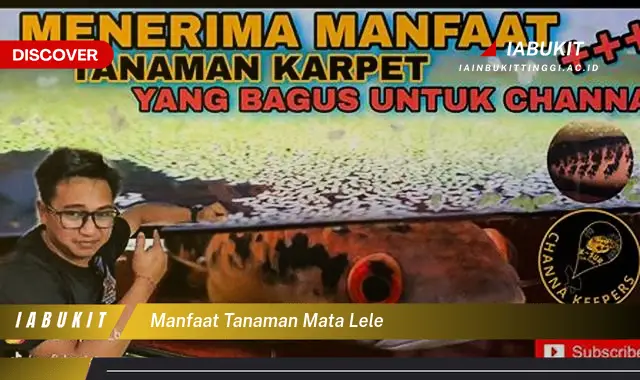 manfaat tanaman mata lele manfaat tanaman mata lele