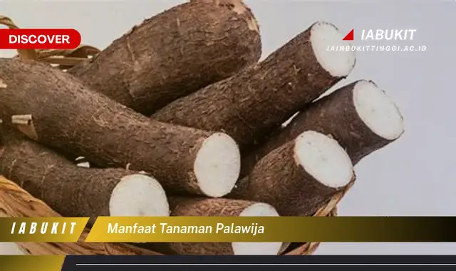 manfaat tanaman palawija