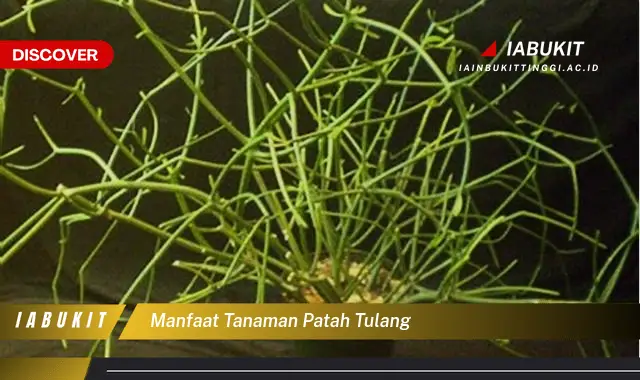 manfaat tanaman patah tulang